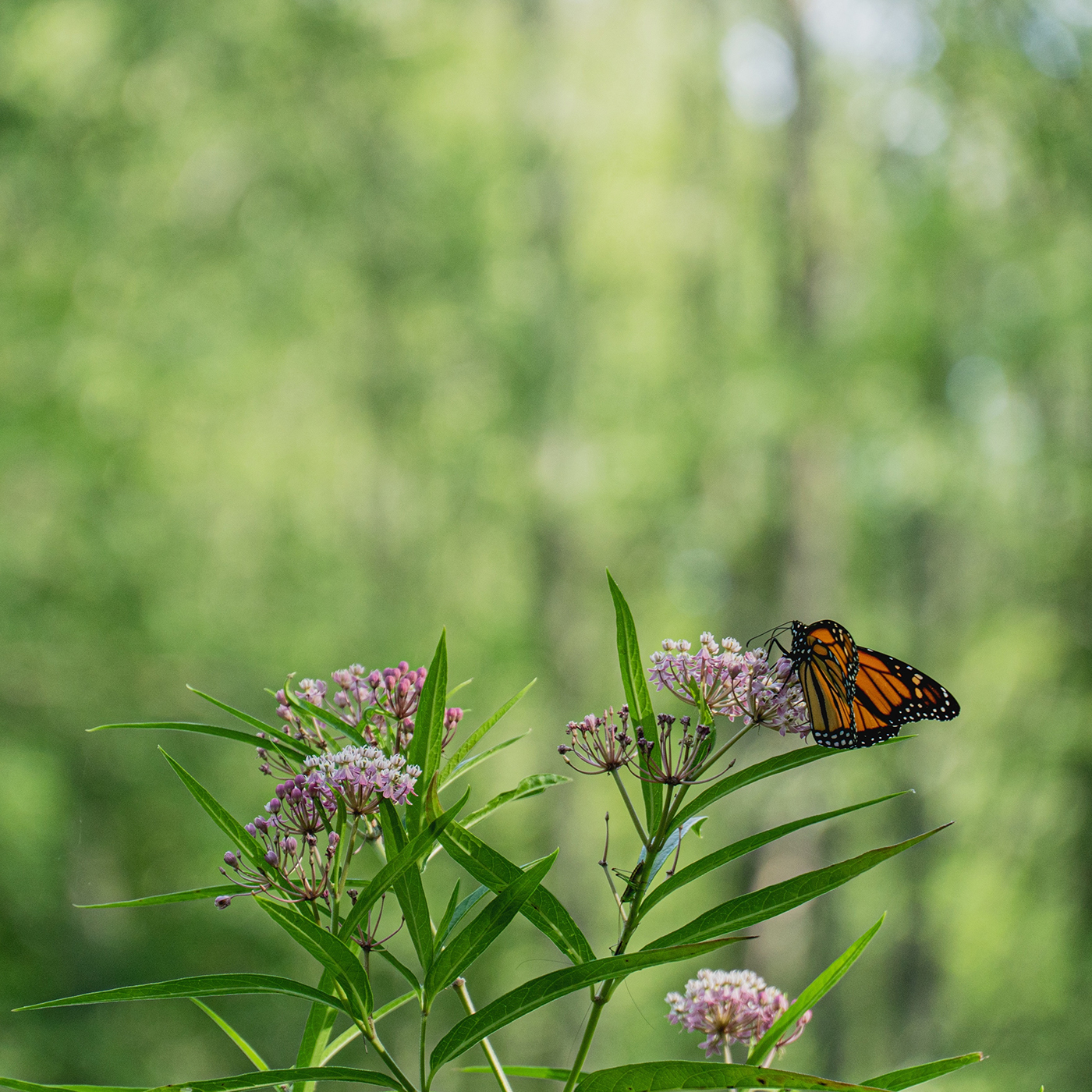 Asclepias fascicularis Narrow Leaf Milkweed with Monarch